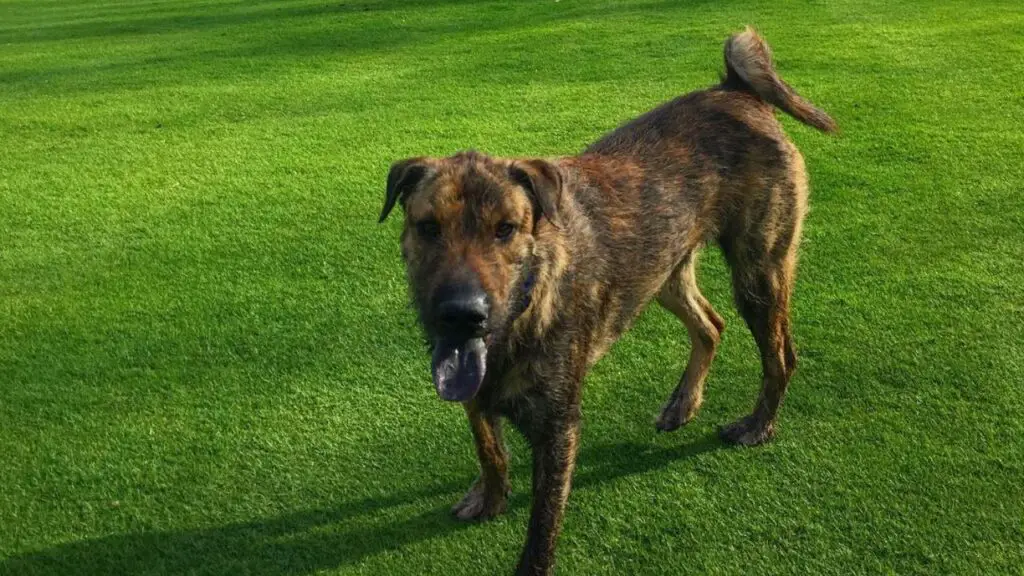 Sharpoo - Sharpei Poodle Mix