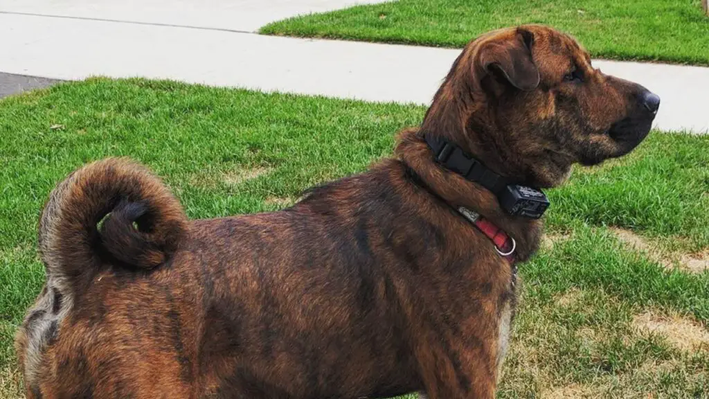 Sharpoo - Sharpei Poodle Mix