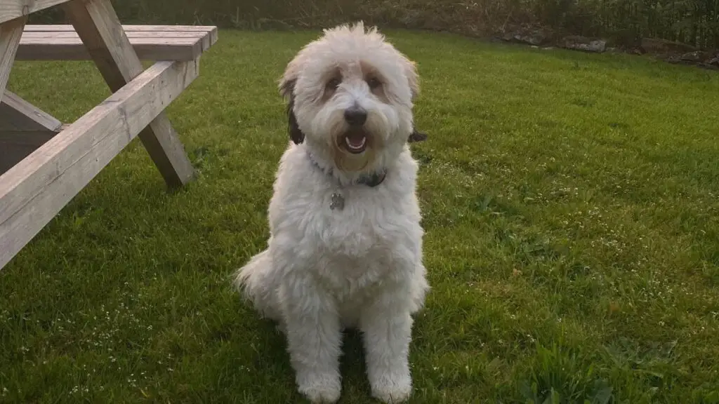 Sheltidoodle - Sheltie Poodle Mix