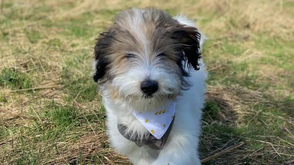 Sheltidoodle - Sheltie Poodle Mix