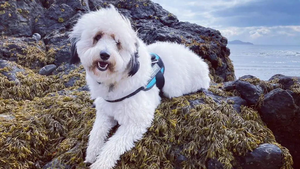 Sheltidoodle - Sheltie Poodle Mix