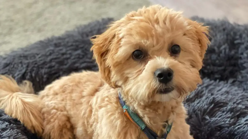 Shih Poo: A Wonderful Shih Tzu Poodle Mix Breed