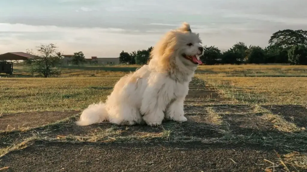 Shih Poo: A Wonderful Shih Tzu Poodle Mix Breed