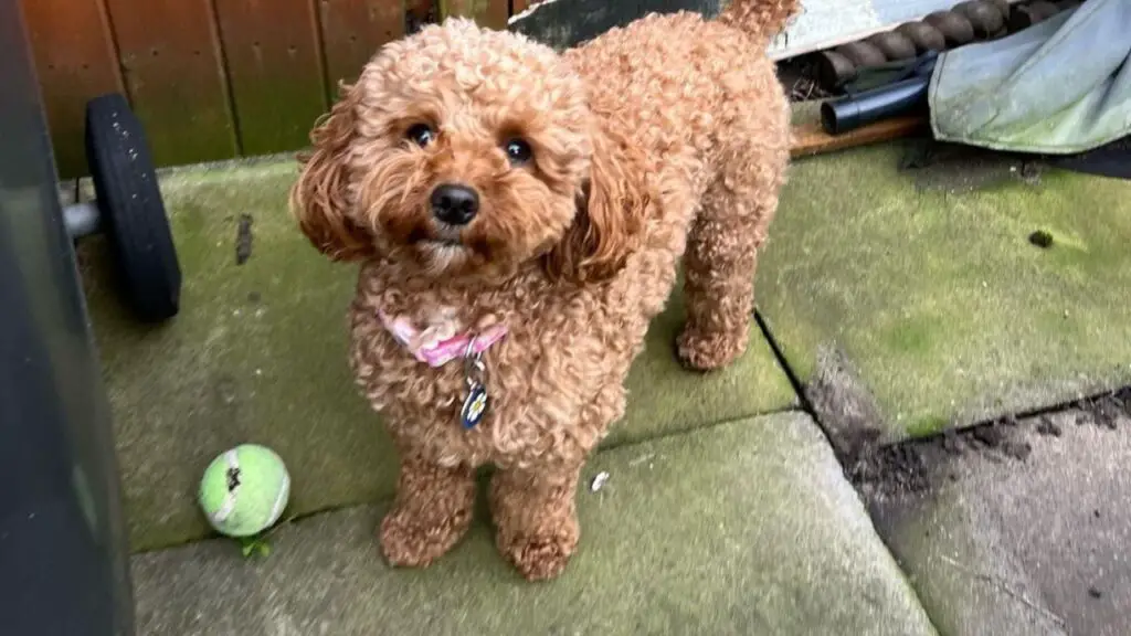 Shih Poo: A Wonderful Shih Tzu Poodle Mix Breed