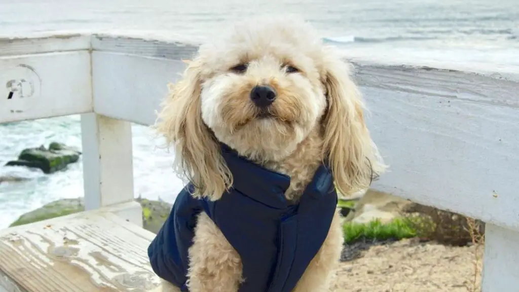 Terripoo - Australian Terrier Poodle Mix