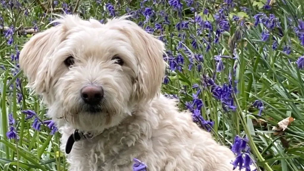 Terripoo - Australian Terrier Poodle Mix