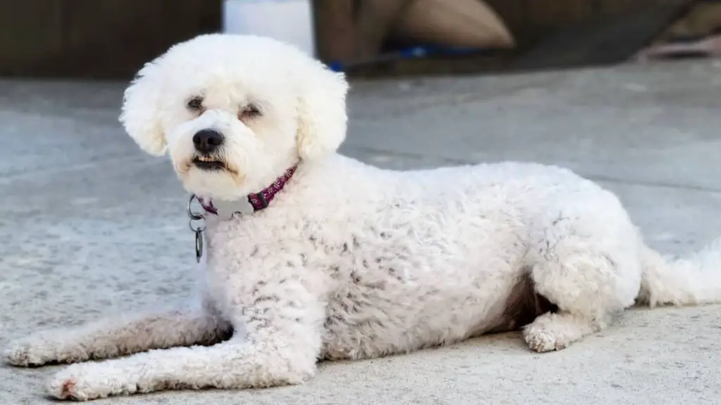 Terripoo - Australian Terrier Poodle Mix