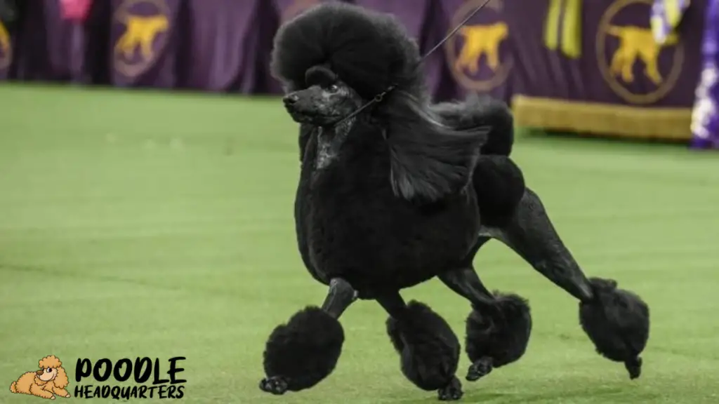 The Poodle: A Breed Guide For Show Dogs