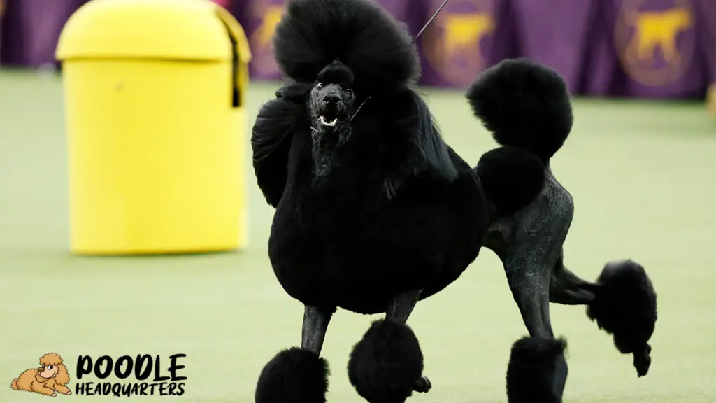 The Poodle: A Breed Guide for Show Dogs