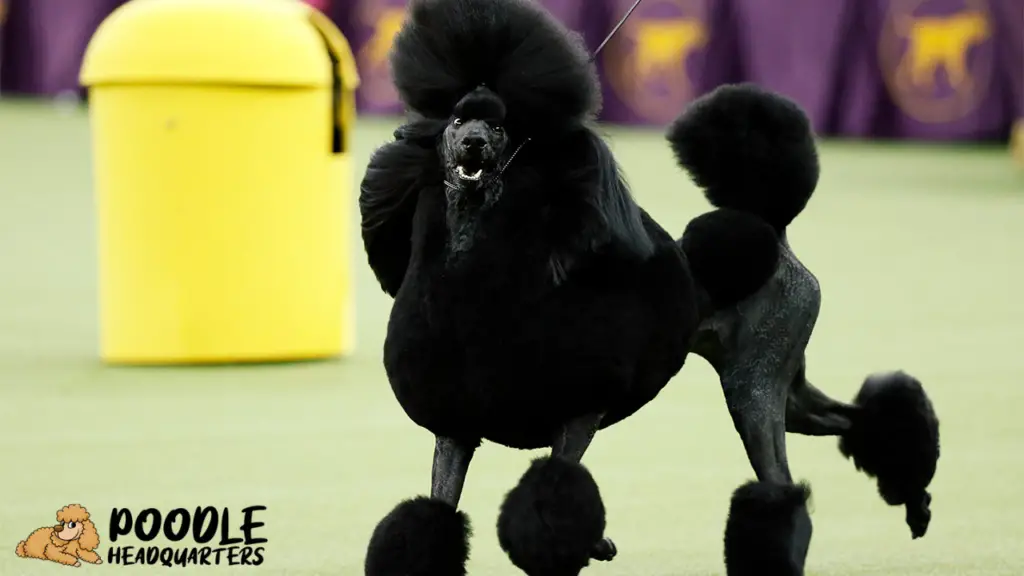 The Poodle: A Breed Guide For Show Dogs