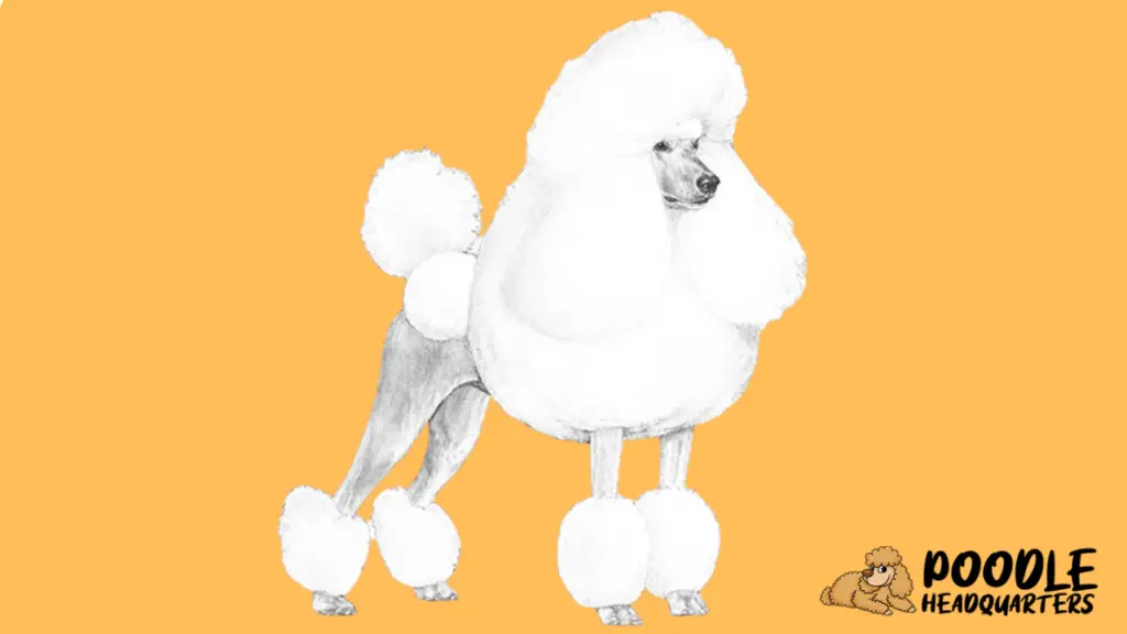 The Poodle: A Breed Guide For Show Dogs