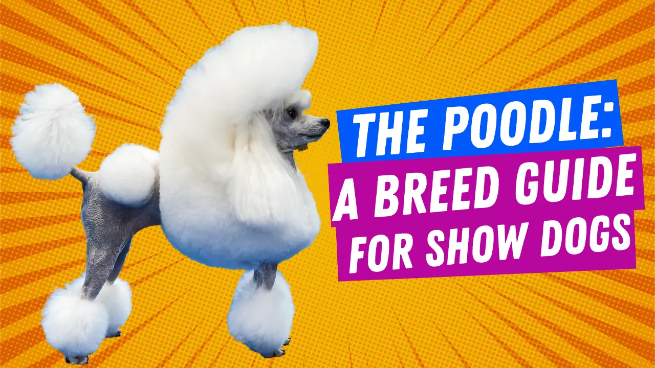 The Poodle A Breed Guide For Show Dogs