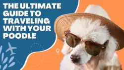 The Ultimate Guide to Traveling with Your Poodle (1)