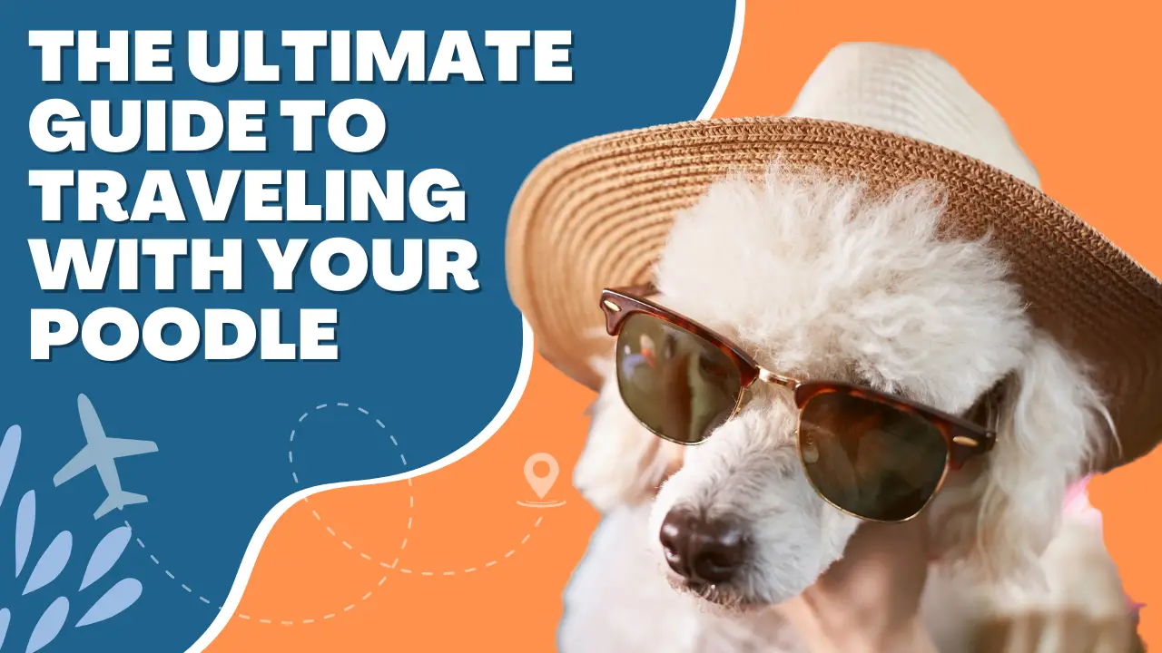 The Ultimate Guide To Traveling With Your Poodle (1)