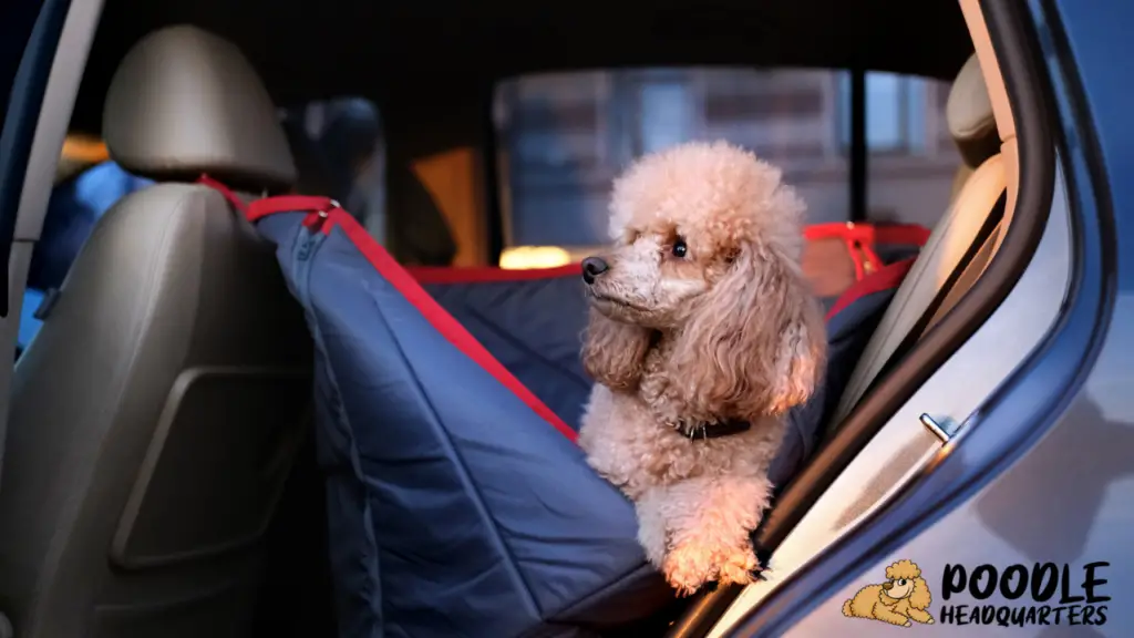 The Ultimate Guide To Traveling With Your Poodle