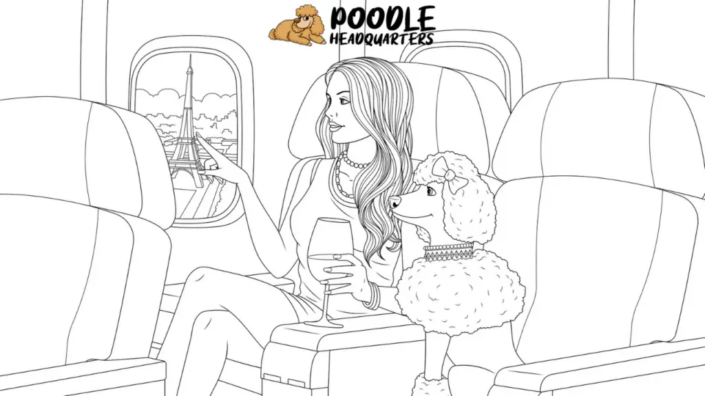 The Ultimate Guide To Traveling With Your Poodle