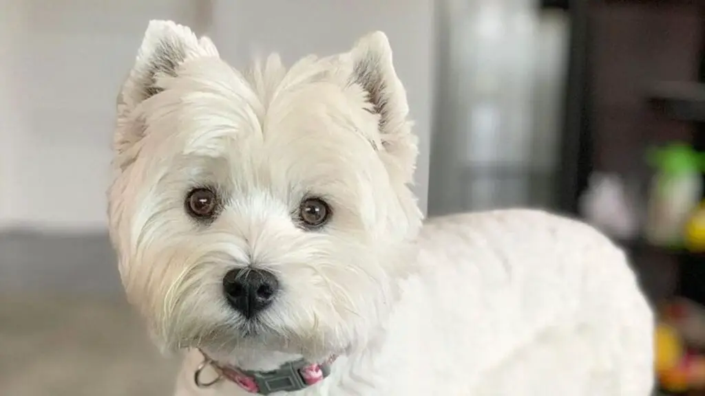 how much does a westiepoo cost