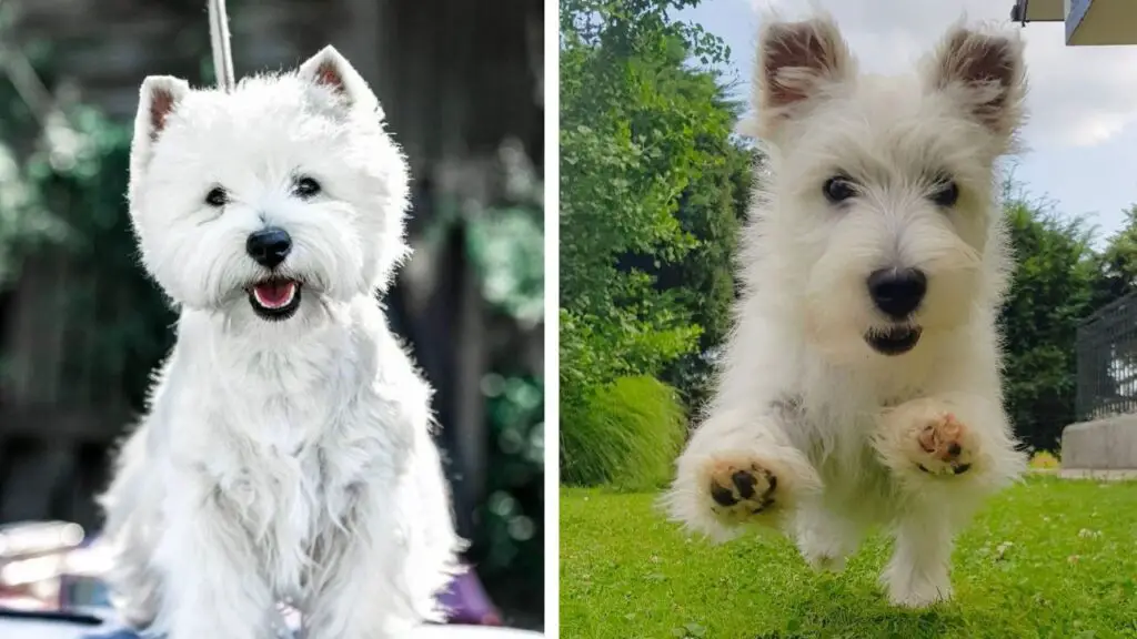 Westiepoo - West Highland Terrier Poodle Mix