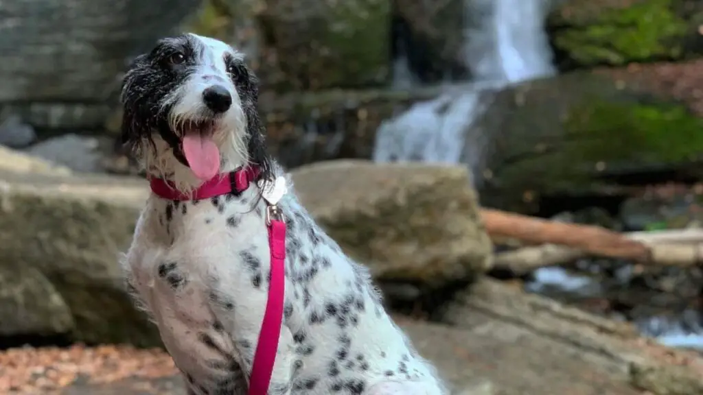 Dalmadoodle - Dalmatian Poodle Mix