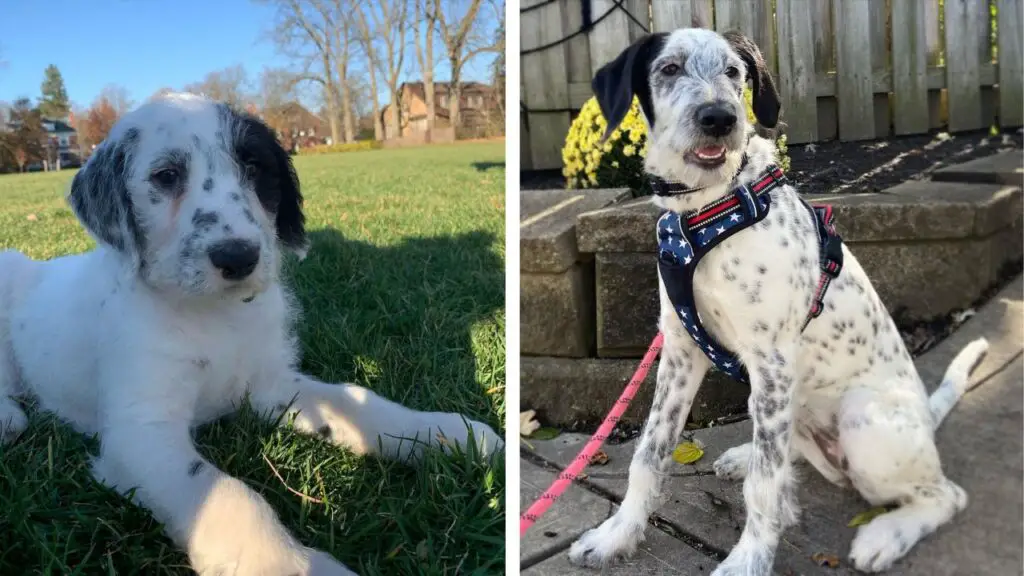 Dalmadoodle - Dalmatian Poodle Mix