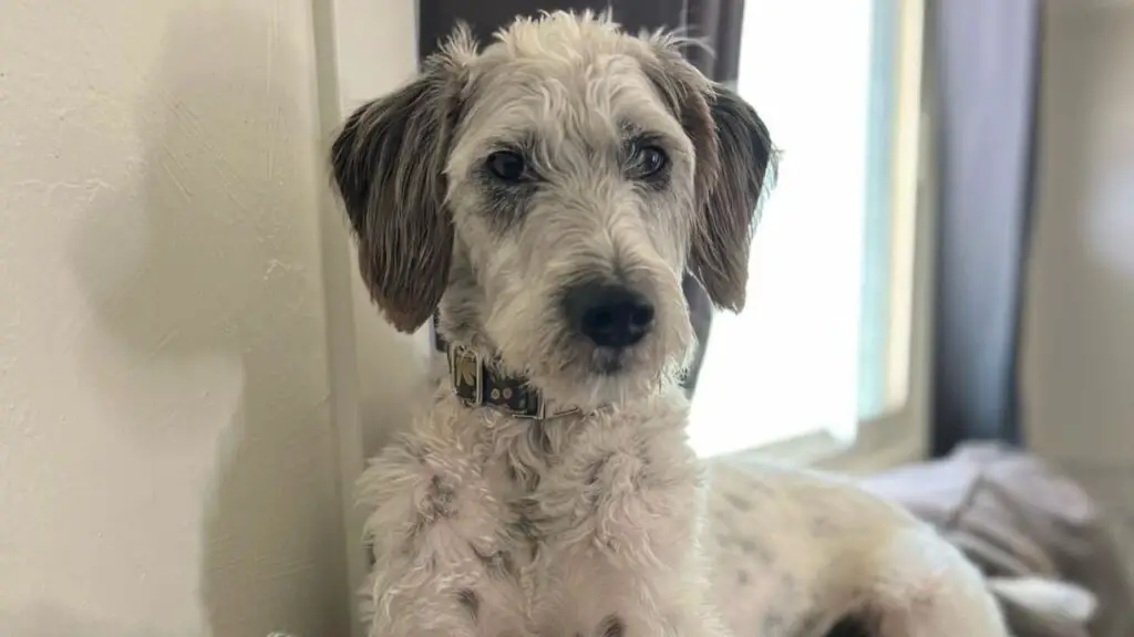 Dalmadoodle - Dalmatian Poodle Mix