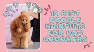 10 Best Poodle Haircuts For Dog Groomers