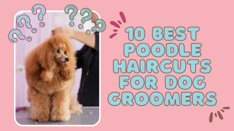 10 Best Poodle Haircuts For Dog Groomers