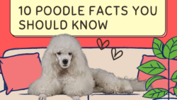 10 Poodle Facts You Should Know