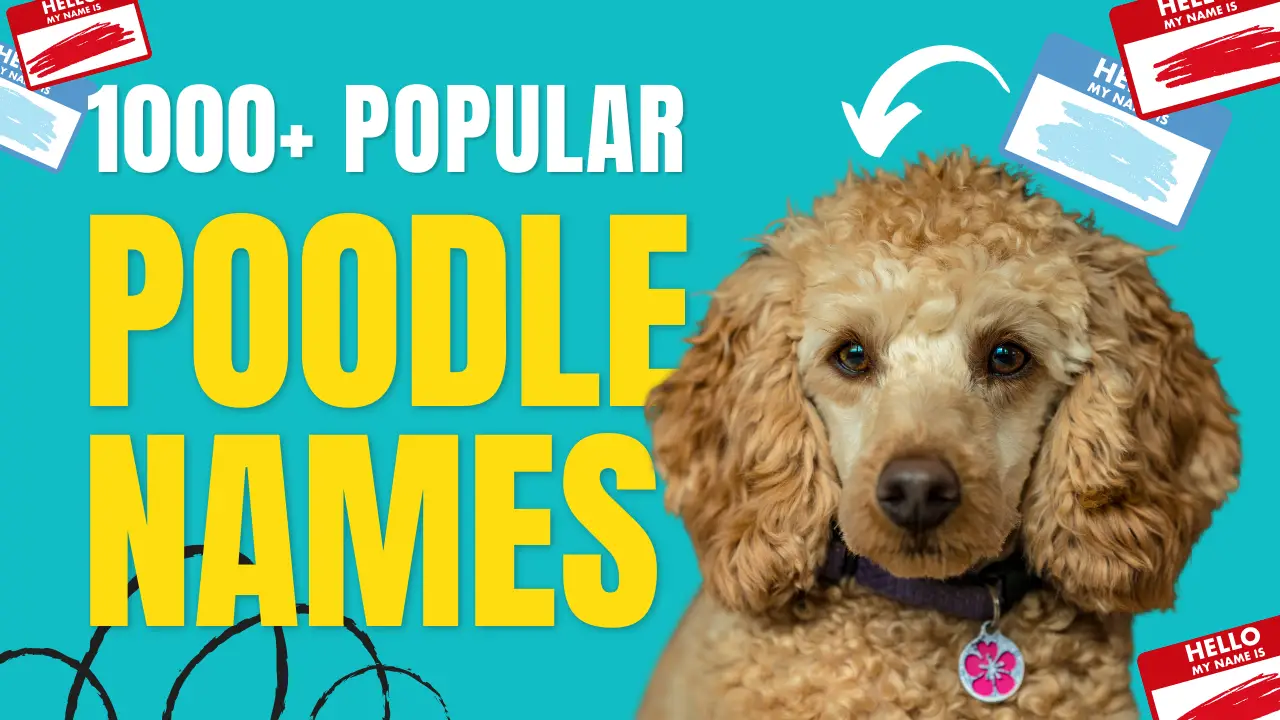1000+ Popular Poodle Names