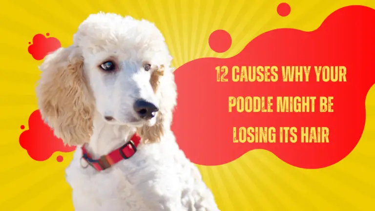 12 Causes Why Your Poodle Might Be Losing Its Hair