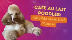 Cafe Au Lait Poodles: Complete Guide With Pictures