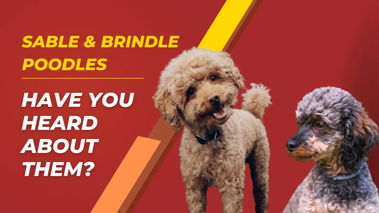 can poodles be brindle