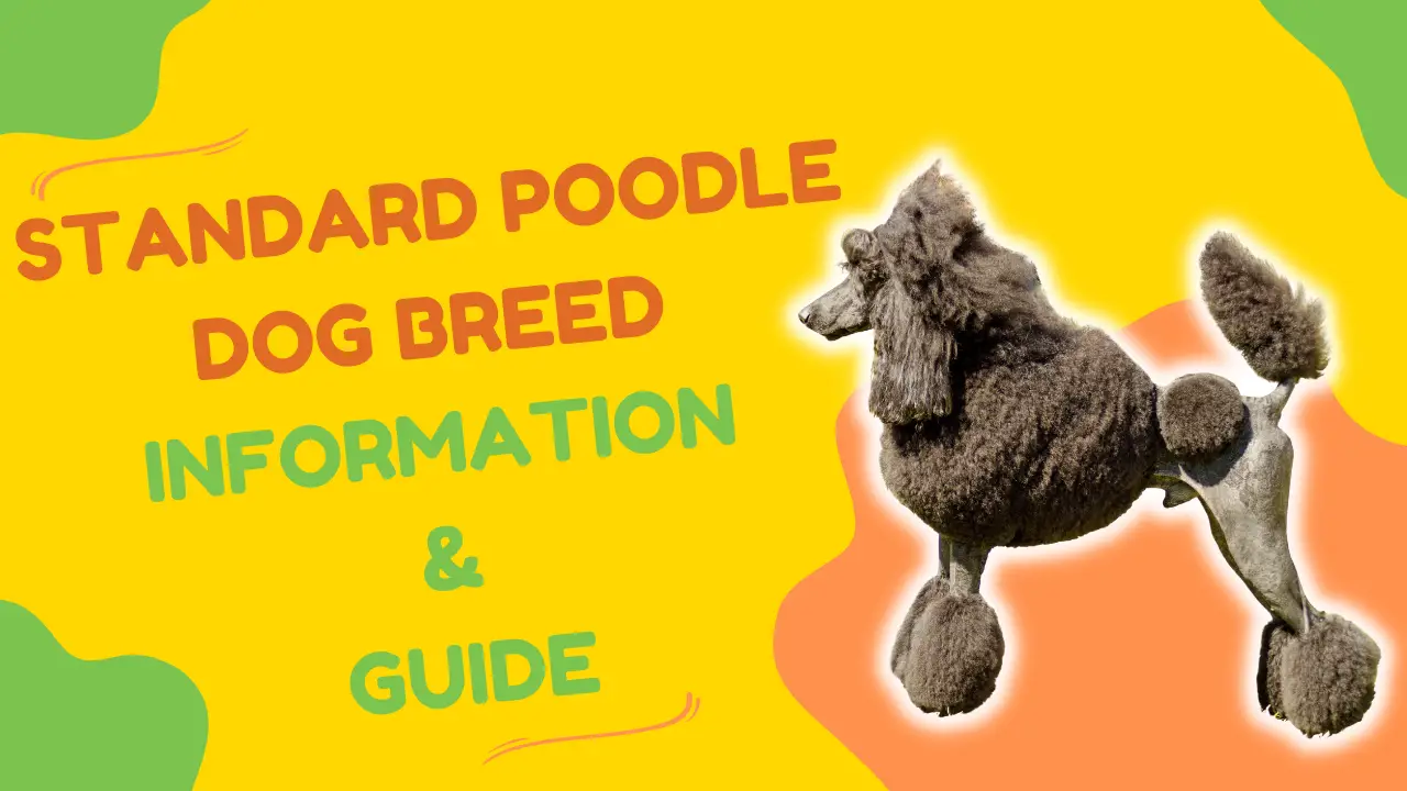 Standard Poodle Dog Breed Information &Amp; Guide