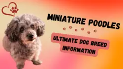 Miniature Poodles: Ultimate Dog Breed Information