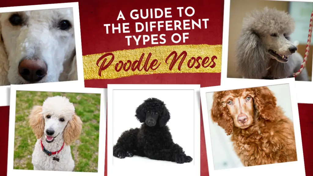 A Guide To The Different Types Of Poodle Noses