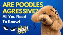 Are Poodles Aggressive: All You Need To Know!
