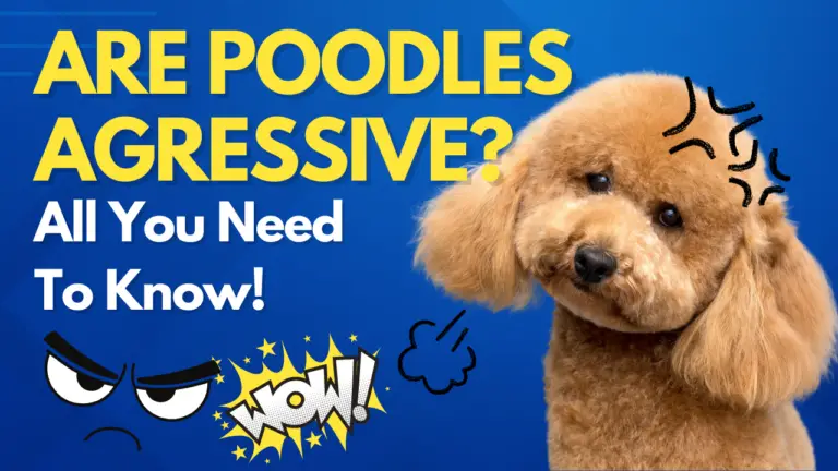 Are Poodles Aggressive_ All You Need To Know!
