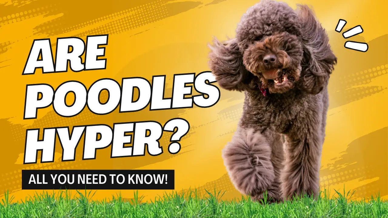 Are Poodles Hyper_ All You Need To Know!
