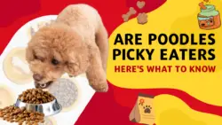 Are Poodles Picky Eaters: Here's What to Know
