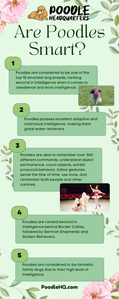 Are Poodles Smart Infographic