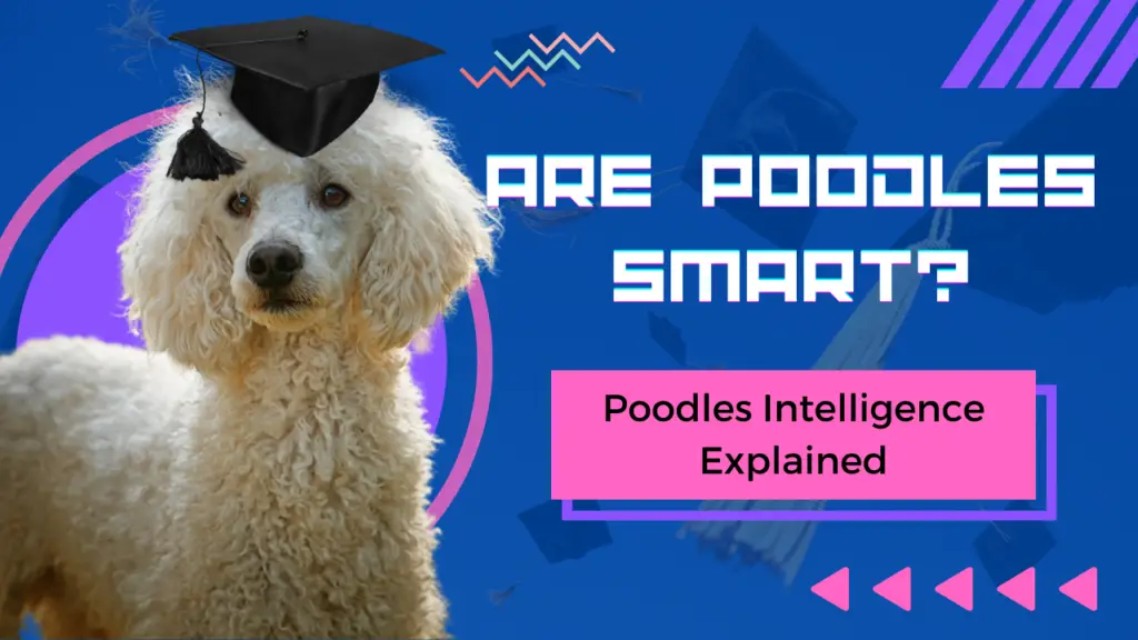 Are Poodles Smart? Poodles Intelligence Explained | PoodleHQ