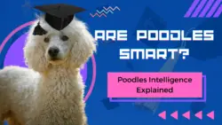 Are Poodles Smart? Poodles Intelligence Explained