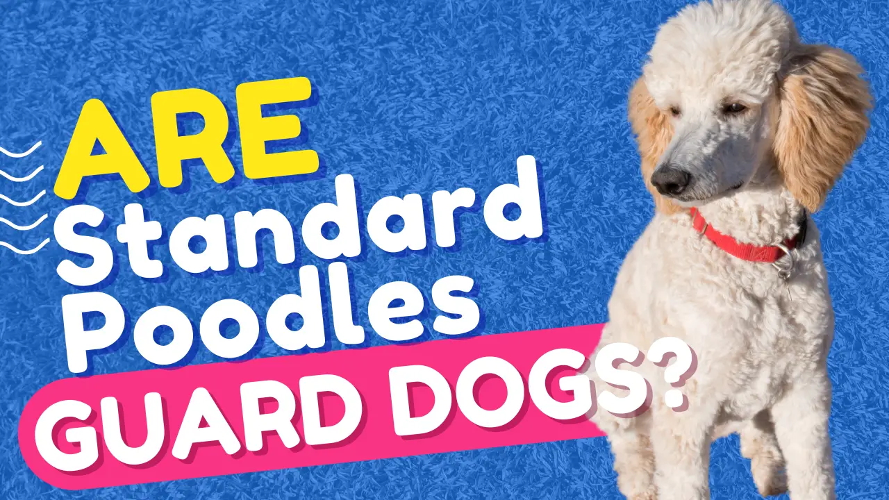 are standard poodles guard dogs