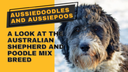 Australian Shepherd Poodle Mix: Aussiedoodle or Aussiepoo