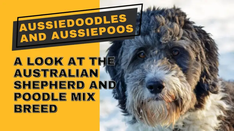 Aussiedoodles And Aussiepoos_ A Look At The Australian Shepherd And Poodle Mix Breed