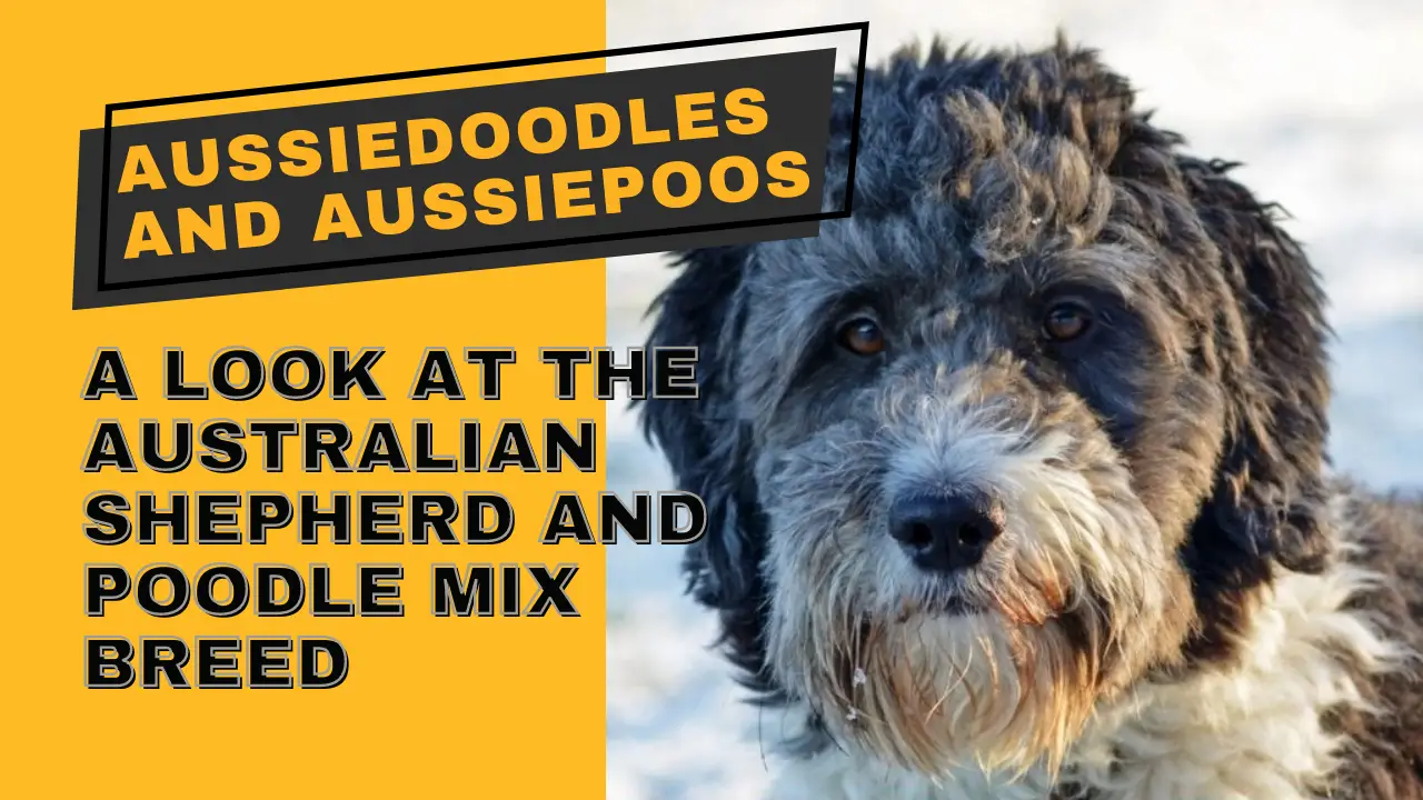 Aussiedoodles and Aussiepoos_ A Look at the Australian Shepherd and Poodle Mix Breed