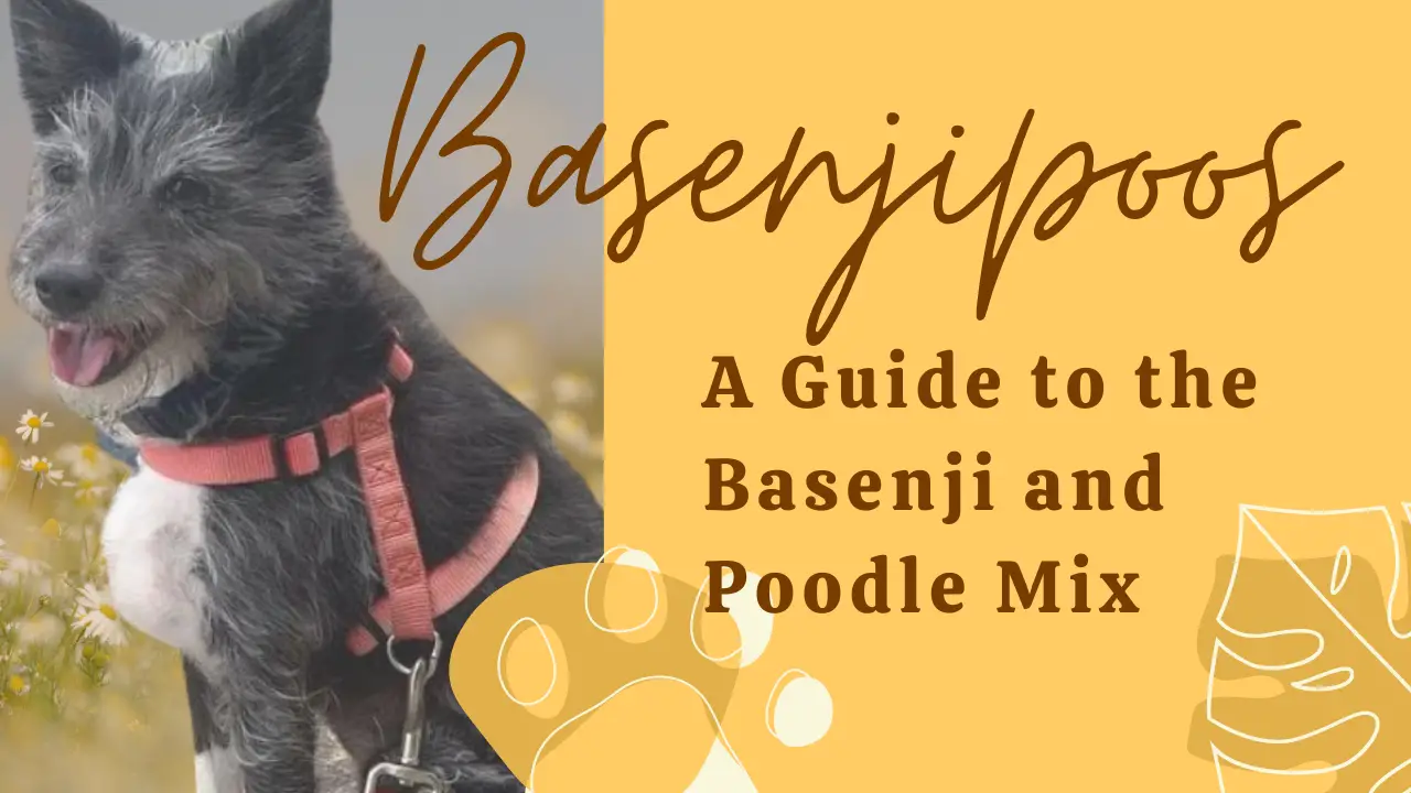 Basenjipoos_ A Guide To The Basenji And Poodle Mix