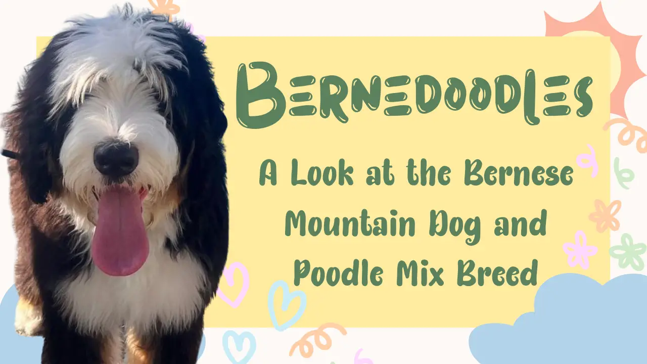 Bernedoodles_ A Look at the Bernese Mountain Dog and Poodle Mix Breed