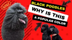 Black Poodles: Why Is This a Popular Color