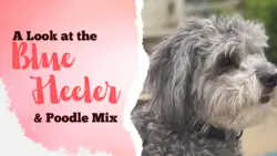 Blue Heeler (Australian Cattle Dog) Poodle Mix